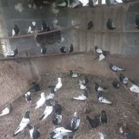 کبوتر سینه سیاه خون پاک دهن جور جفتی یک م مقطوع