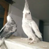 عروس هلندی|پرنده|تربت جام, فاز ۱ فرهنگیان|دیوار