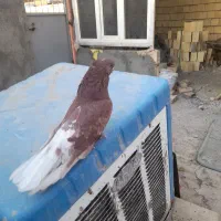 قنار نر|پرنده|هشترود, |دیوار