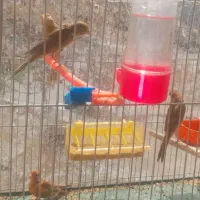 قناری جوجه۴ماهه موشی.شتری.دارچینی