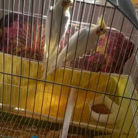 عروس هلندی|پرنده|عنبران, |دیوار