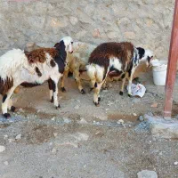 گوسفند. بره قوچ افشار|حیوانات مزرعه|بیرانوند, |دیوار