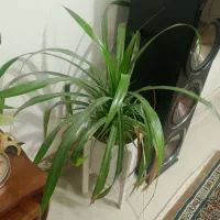 گل طبیعی|گل و گیاه طبیعی|چناران, |دیوار