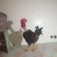 دو عدد خروس