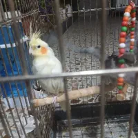 فروش۳ جفت عروس هلندی سالم و سرحال