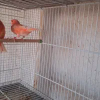 قناری سرخ ردفکتور|پرنده|ساوه, |دیوار