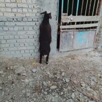 بره نر و ماده وبزغاله|حیوانات مزرعه|دلیجان, |دیوار