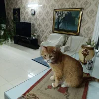 گربه گمشده