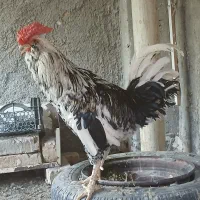 خروس، گلین