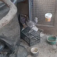 مرغ تخم گزار|حیوانات مزرعه|تهران, سردارجنگل|دیوار