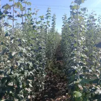 مرغوب تـرین نهـالــهای پــیوندی