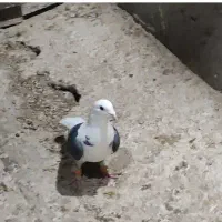 کبوتر پلاکی