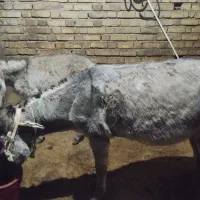 الاغ|حیوانات مزرعه|حسین آباد, |دیوار