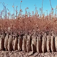 نهالستان گلبری