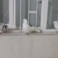 ماده کاغذی و دوتا جونه نر