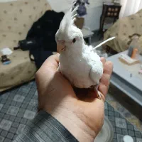 عروس هلندی البینو نر و ماده زیر قیمت|پرنده|تهران, منیریه|دیوار