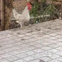 خروس