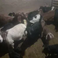 بز شیری|حیوانات مزرعه|صوفیان, |دیوار