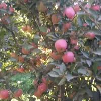 رنگ دهی و جلوگیری از ریزش سیب