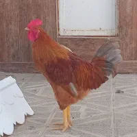 خروس محلی