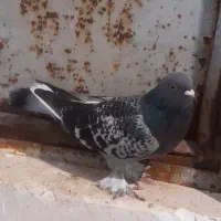 کبوتر ترکیه نر اویناق شدید
