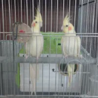 عروس هلندی|پرنده|قم, بنیاد|دیوار