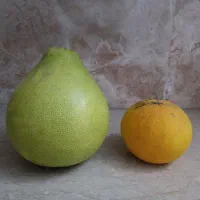 سلطان مرکبات ، پاملو ، دارابی|خوردنی و آشامیدنی|قائم‌شهر, |دیوار