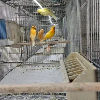 انواع قناری مست تک وجفت|پرنده|تاکستان, |دیوار