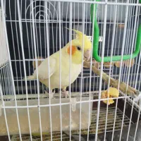 دو عدد عروس هلندی نر وماده