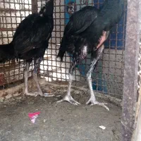 جوجه سیاه|پرنده|میناب, |دیوار