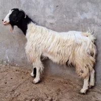 فروش یک عدد بز آبستن سه قلو زا