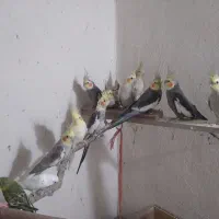 فروشی|پرنده|آذرشهر, |دیوار