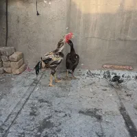 مرغ و خروس