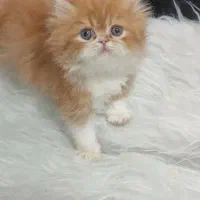 فروش پسر خوشگل پرشین|گربه|لاهیجان, لیالستان|دیوار