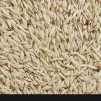خرید جو تمیز تسویه نقدی