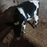 گوساله ۳ماه وزنه ش هدود ۱۰۰کیلو ۱۳۰