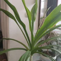 گل برگ ذرتی