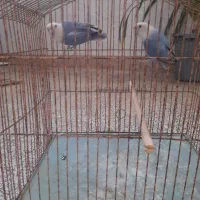 طوطی کوتوله|پرنده|بندرعباس, |دیوار