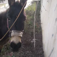 قاطر|حیوانات مزرعه|تالش, هشتپر|دیوار