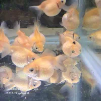 گوپی دیسکس آنجل آکواریوم گیاهخوار گوشتخوار|ماهی|اردبیل, |دیوار