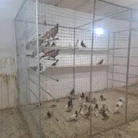 قفس تمام قوطی فنس زخیم