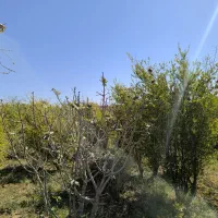 فروش باغ ۵۰۰ متری در حومه شهری خوسف زیرقیمت|فروش زمین و ملک کلنگی|خوسف, |دیوار