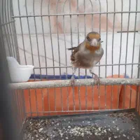 سهره قناری دهن دار دهن لر بی غلط اس|پرنده|کرمانشاه, |دیوار