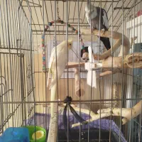 طوطی عروس هلندی جفت