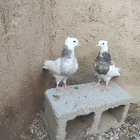 طوق شازده ایی جوجه