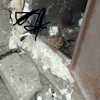 کبوتر نر سرول