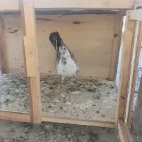 کبوتر|پرنده|فشاپویه, |دیوار