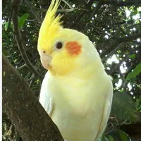 گم شدن پرنده عروس هلندی