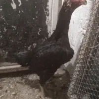 مرغ خروس لاری و جوجه لاری، تخم نطفه دار|حیوانات مزرعه|تربت جام, المهدی|دیوار