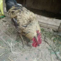 ماکیان دانه 750